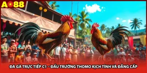 Đá Gà Trực Tiếp C1 – Đấu Trường Thomo Kịch Tính Và Đẳng Cấp