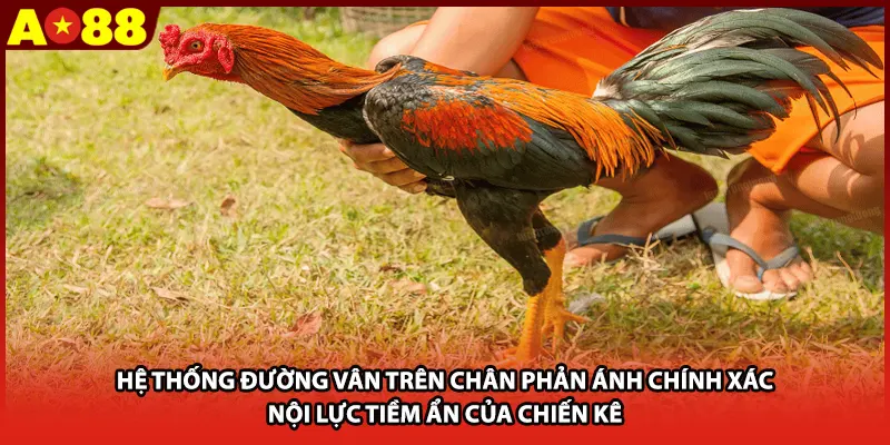 Hệ thống đường vân trên chân phản ánh chính xác nội lực tiềm ẩn của chiến kê