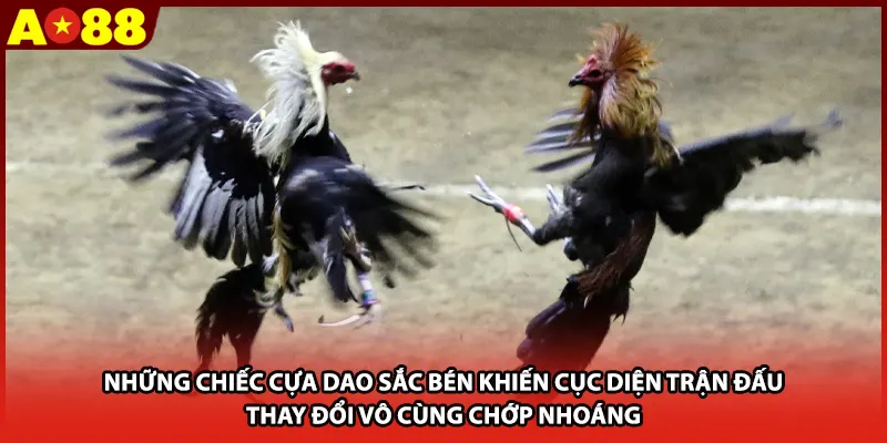 Những chiếc cựa dao sắc bén khiến cục diện trận đấu thay đổi vô cùng chớp nhoáng