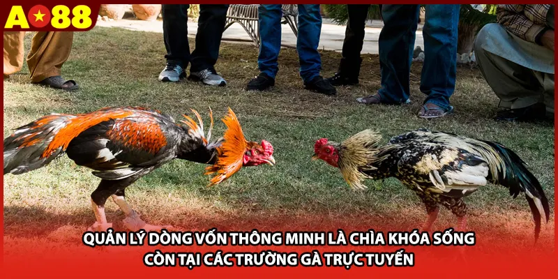 Quản lý dòng vốn thông minh là chìa khóa sống còn tại các trường gà trực tuyến