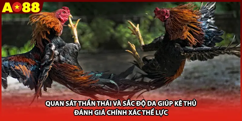 Quan sát thần thái và sắc độ da giúp kê thủ đánh giá chính xác thể lực