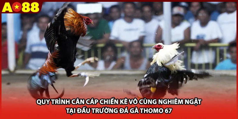 Quy trình cân cáp chiến kê vô cùng nghiêm ngặt tại đấu trường đá gà Thomo 67