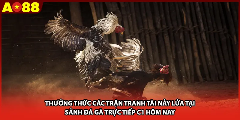 Thưởng thức các trận tranh tài nảy lửa tại sảnh đá gà trực tiếp C1 hôm nay